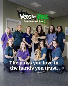 Vets4Pets ad — £20 off your first vet consult at local Vets4Pets