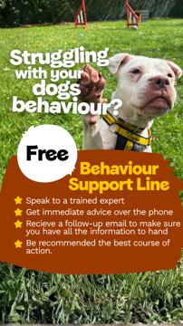 Dogs Trust ad — Free behaviour support line for struggling dog owners